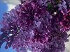 Ginkgo Records 01 May 2026 Radio Episode