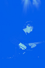 Sui Zhen - Into the blue w/ Blue Divers