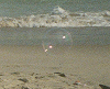Nick Hakim
