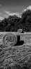 Westward Ho! w/ Ashley Wales 10 Sep 2026 Radio Episode