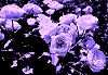 Fragrant Sacrifice w/ Naima Nefertari 28 May 2026 Radio Episode