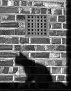 Loose Bones 20 Sep 2026 Radio Episode